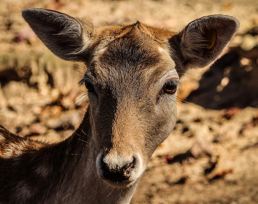 Close-up portrait of a brown deer with ear tag