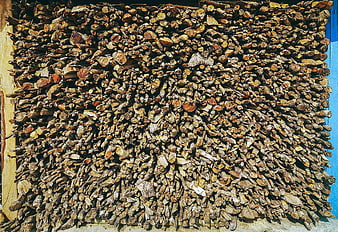 Stack of Firewood Logs Against Blue Wall