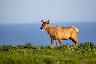 Young Elk Bull Walking on Grassy Hill with Ocean Background