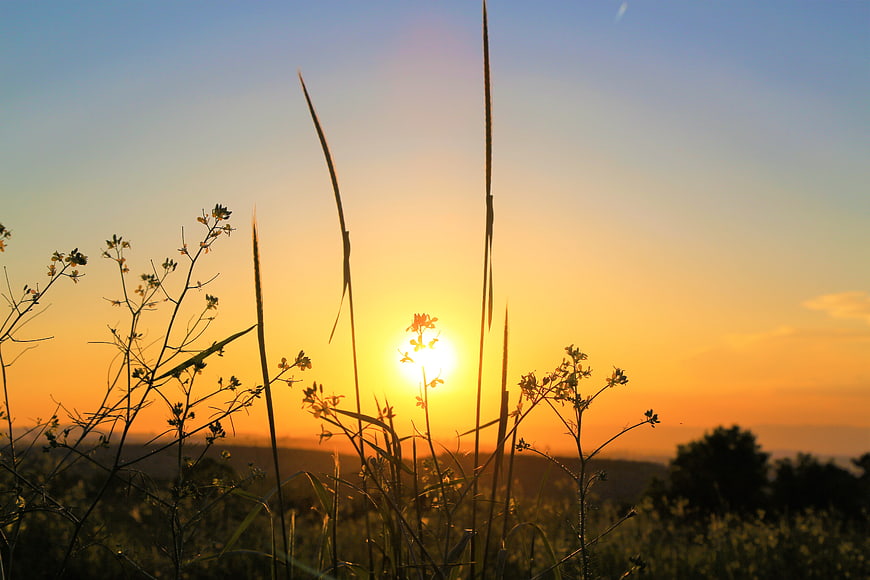 Silhouette of Wildflowers and Grass Against Golden Sunset Sky