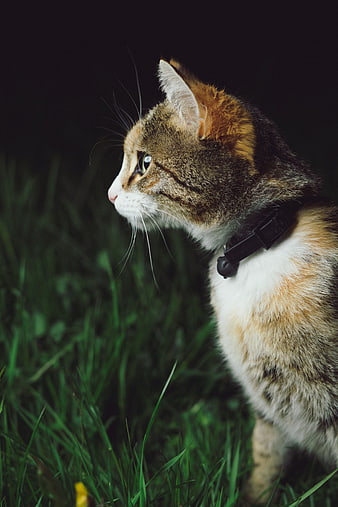 Curious Calico Cat in Green Grass with Dark Background