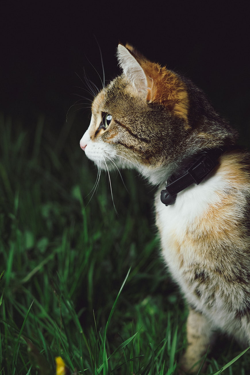 Curious Calico Cat in Green Grass with Dark Background