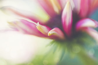 Abstract Macro Close-Up of Pink and Green Flower Petals