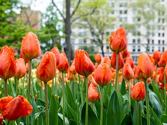 Vibrant Orange Tulips with Raindrops in Urban Park
