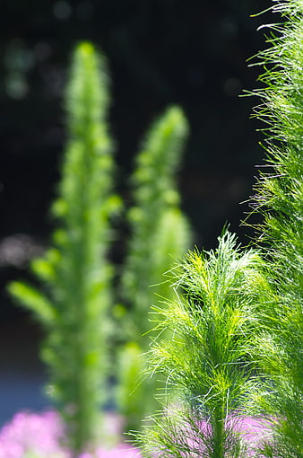 Close-up of vibrant green asparagus fern fronds in sunlight