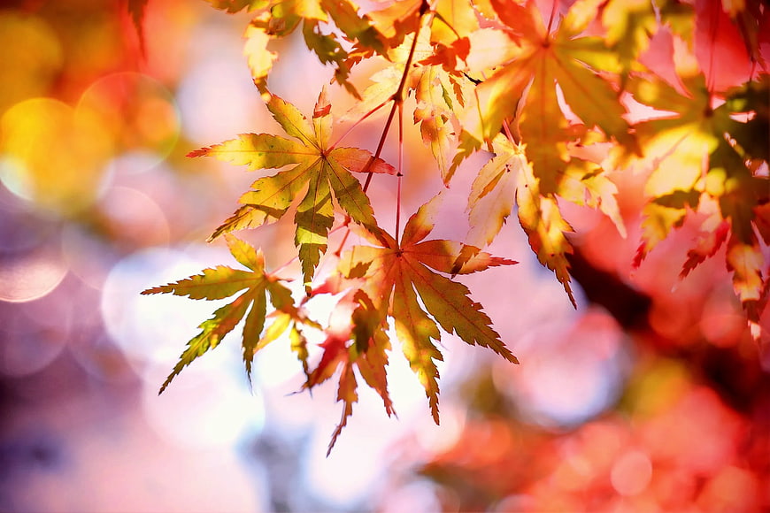 Vibrant Autumn Maple Leaves Backlit by Sunlight