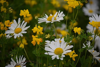 White Daisies and Yellow Buttercups in a Meadow