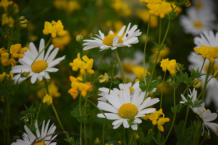 White Daisies and Yellow Buttercups in a Meadow