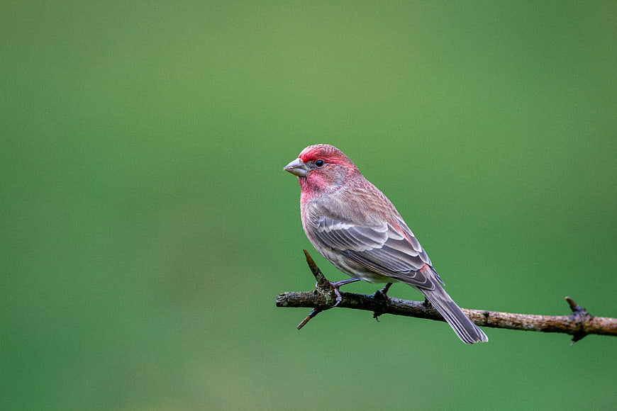 Male House Finch Perched on Branch with Green Background