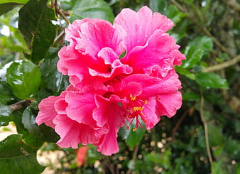 Vibrant Pink Double Hibiscus Flower with Water Droplets