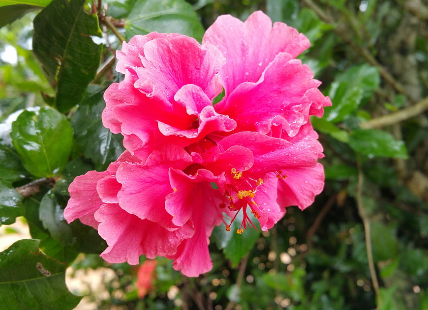 Vibrant Pink Double Hibiscus Flower with Water Droplets