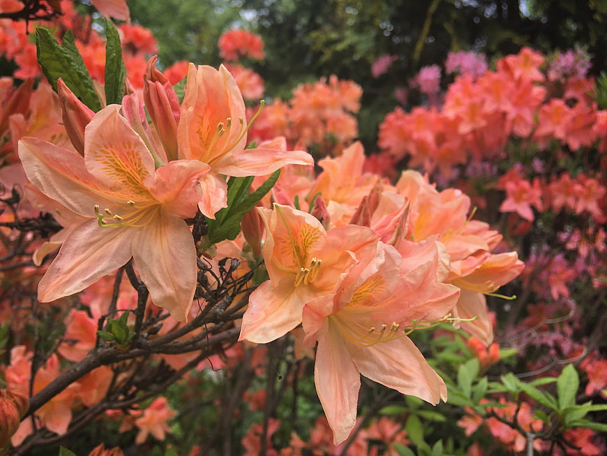 Close-up of Peach Azalea Flowers in Spring Garden