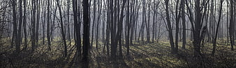 Panoramic View of Misty Forest with Long Shadows