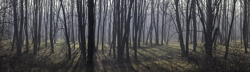 Panoramic View of Misty Forest with Long Shadows