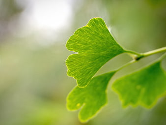 Close-up of vibrant green ginkgo leaf with sunlight