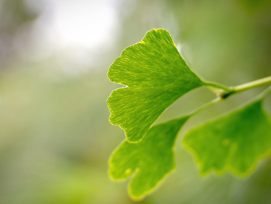 Close-up of vibrant green ginkgo leaf with sunlight