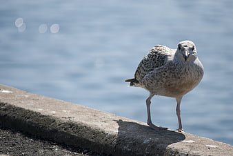 Young Seagull Standing on Concrete Pier by the Sea
