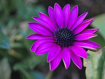 Vibrant Purple Osteospermum Flower Close-Up