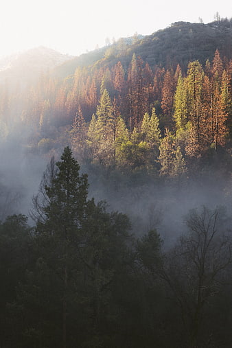 Misty Autumn Forest on Mountain Slope with Sunlight