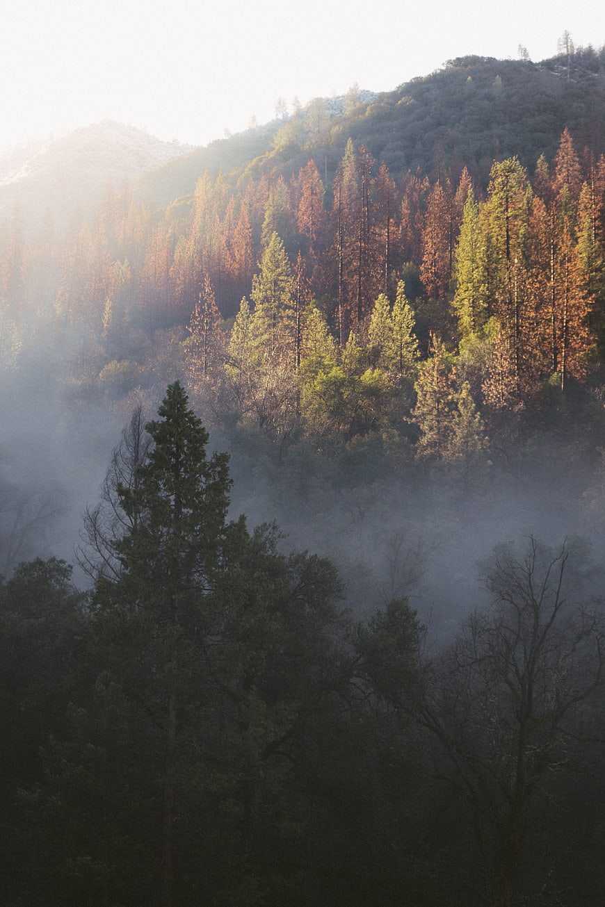 Misty Autumn Forest on Mountain Slope with Sunlight