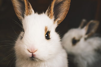 Close-up of a white and brown rabbit with a blurred companion in the background