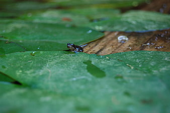 Tiny frog resting on a green water lily leaf