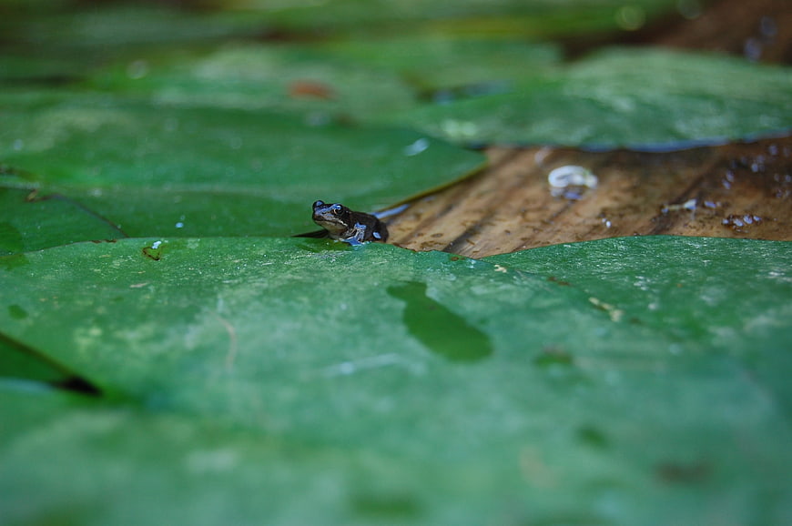 Tiny frog resting on a green water lily leaf