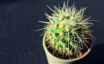 Close-up of a small green cactus with yellow spines in a beige pot