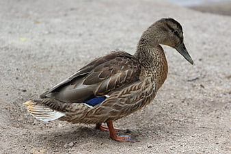 Brown Mallard Duck Standing on Sandy Ground