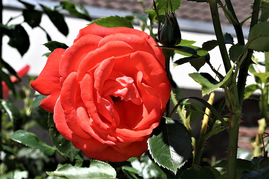 Vibrant Red Rose in Full Bloom with Green Leaves