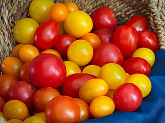 Fresh Red and Yellow Cherry Tomatoes in Wicker Basket