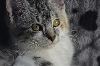 Close-up portrait of a cute calico kitten with green eyes