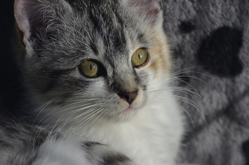 Close-up portrait of a cute calico kitten with green eyes