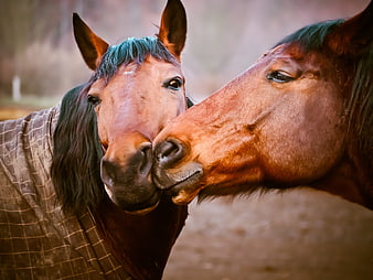 Two Horses Nuzzling in Pasture