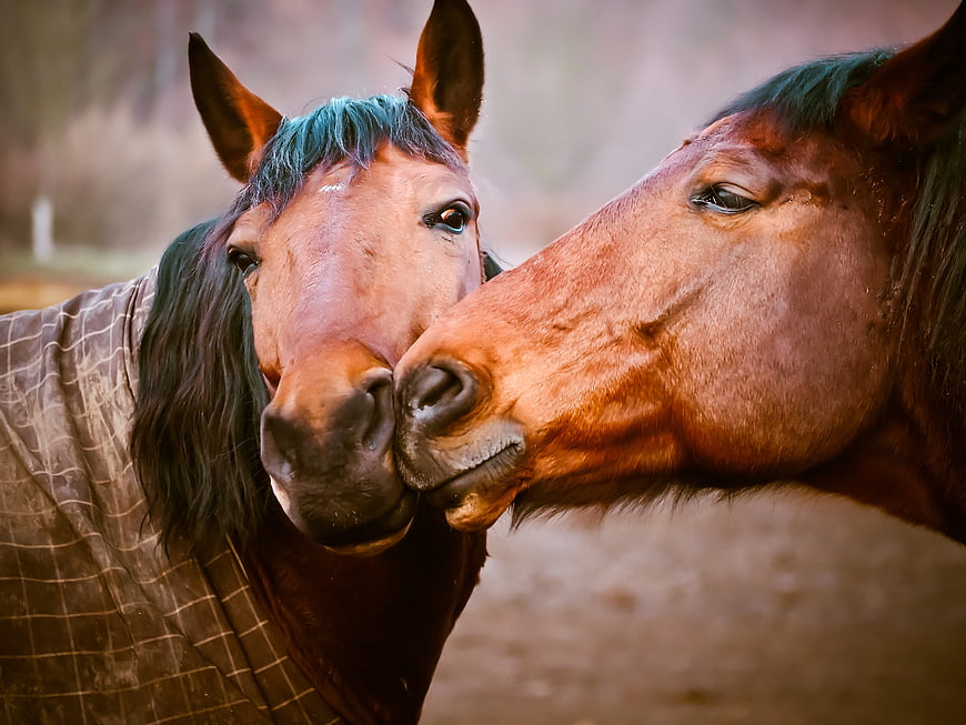Two Horses Nuzzling in Pasture