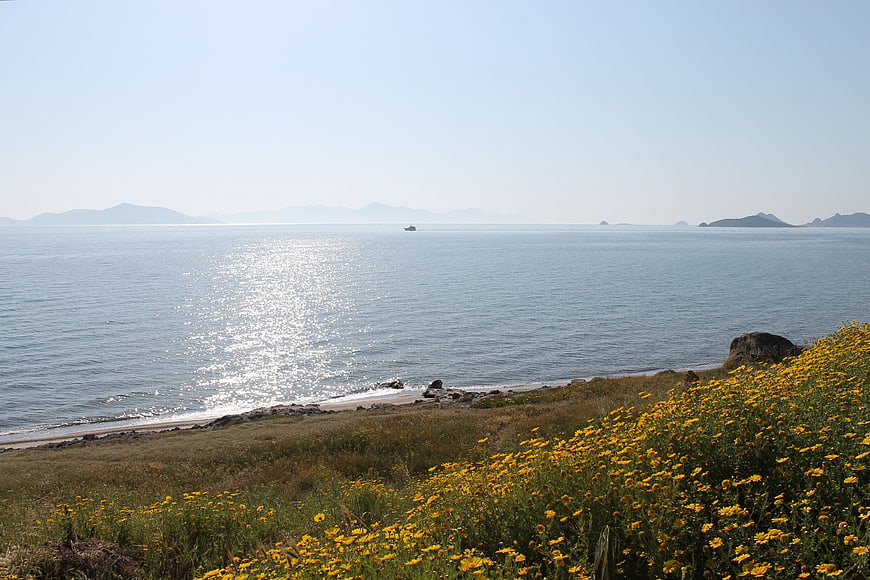 Yellow wildflowers on coastal cliff overlooking sparkling ocean