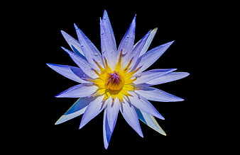 Blue Water Lily Flower with Yellow Center on Black Background