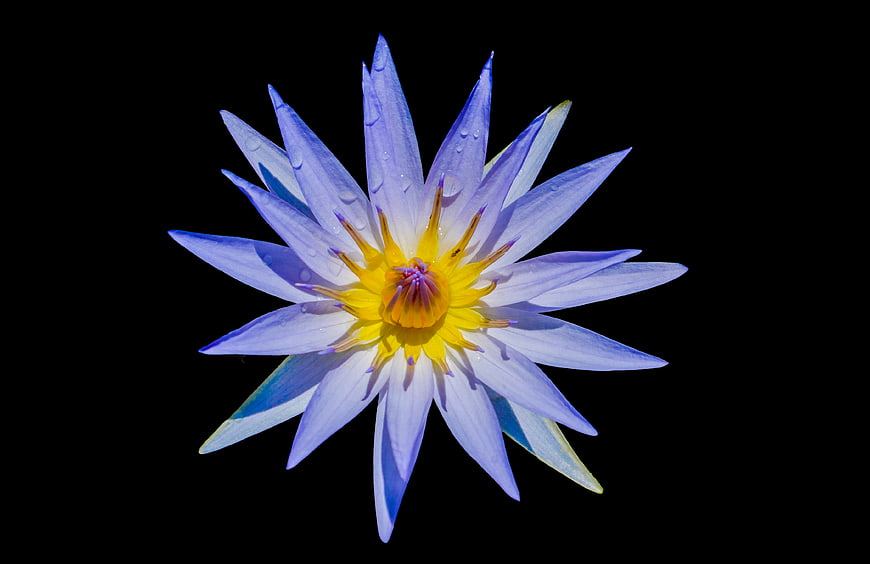 Blue Water Lily Flower with Yellow Center on Black Background