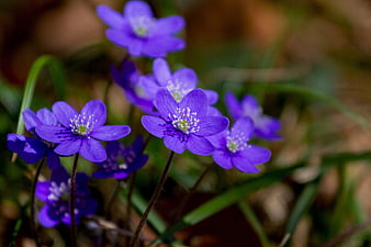 Close-up of purple Hepatica flowers in a forest