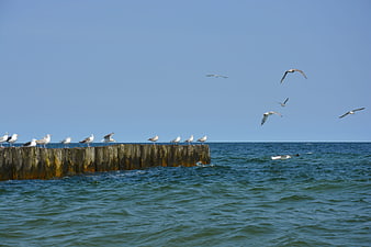 Seagulls on Wooden Breakwater in Blue Ocean