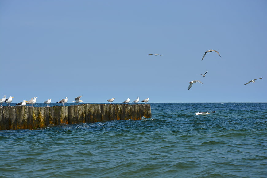 Seagulls on Wooden Breakwater in Blue Ocean