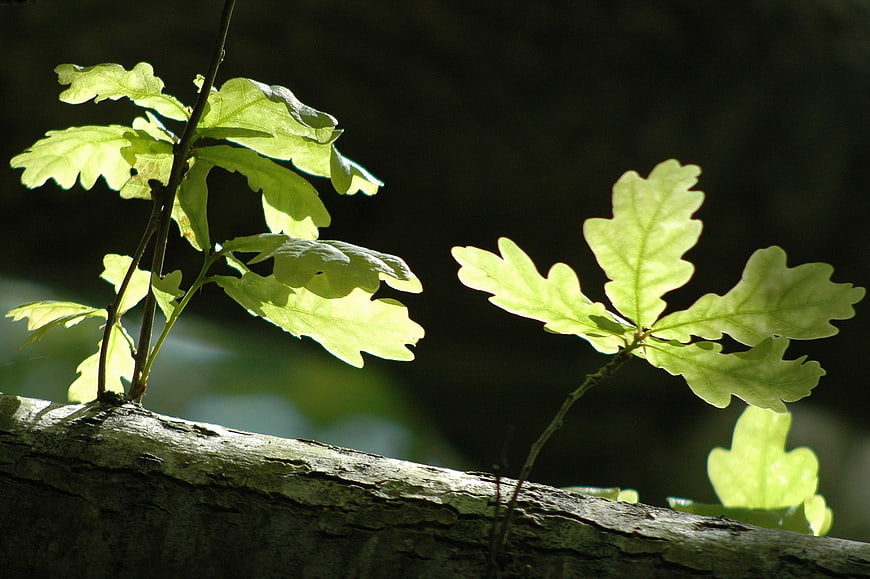 Backlit Oak Leaves Sprouting from Tree Branch