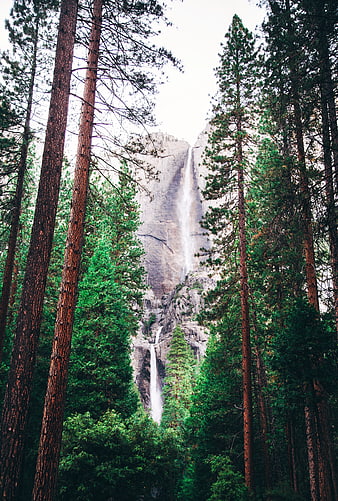 Tall waterfall cascading through dense pine forest landscape