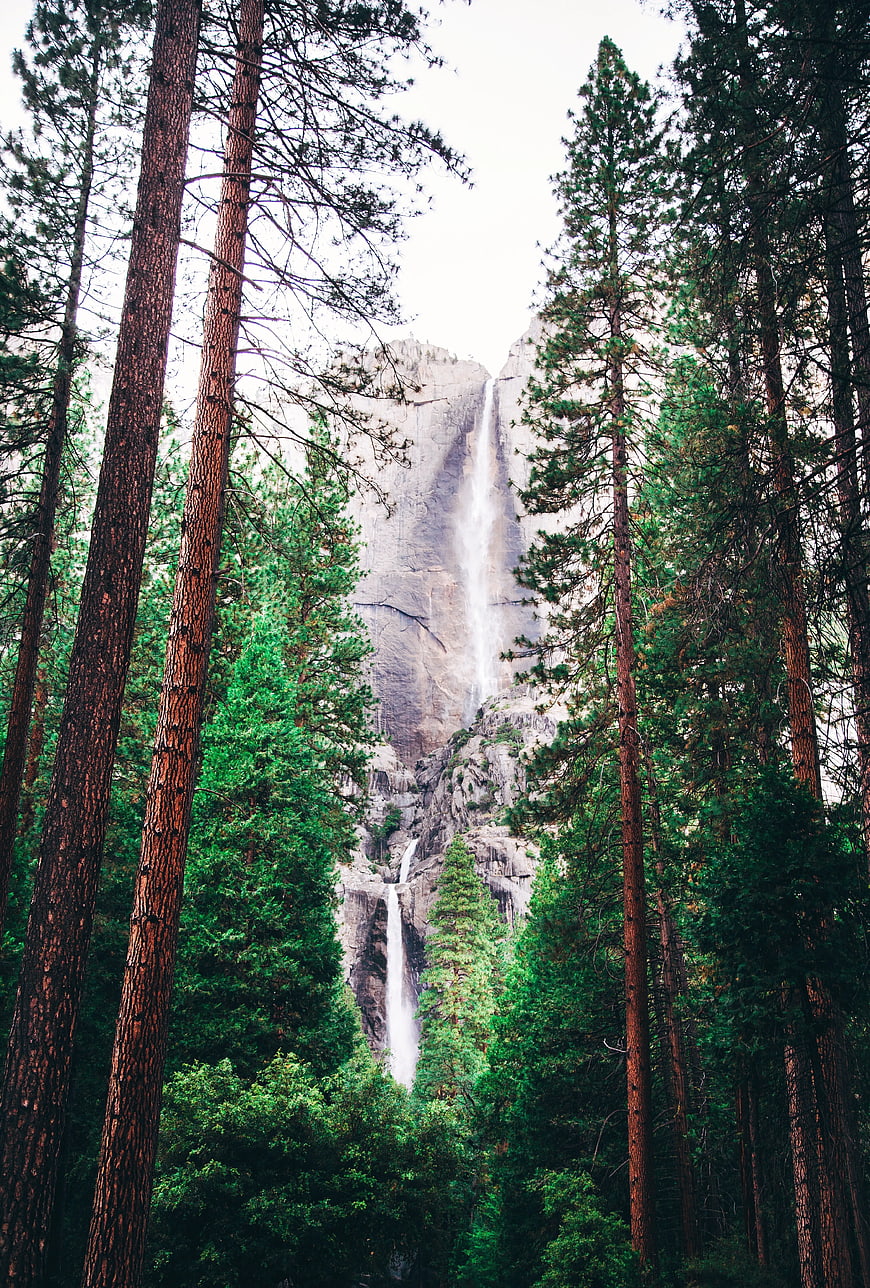 Tall waterfall cascading through dense pine forest landscape