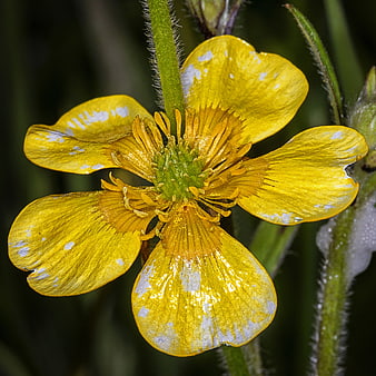 Close-up of a yellow buttercup flower with white spots