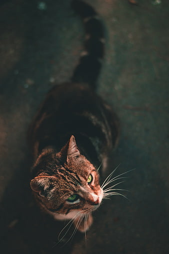 High Angle Portrait of Tabby Cat with Green Eyes