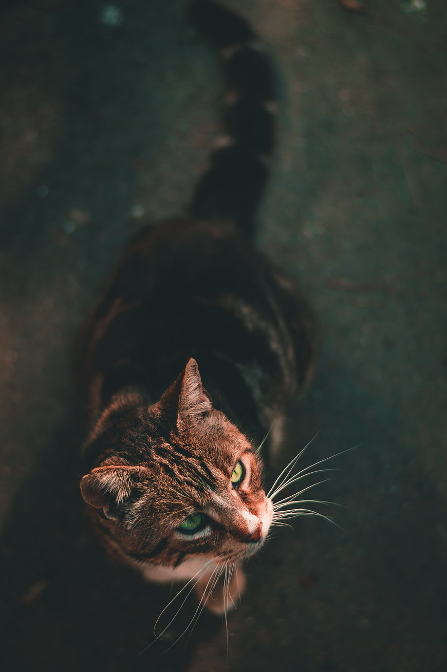 High Angle Portrait of Tabby Cat with Green Eyes