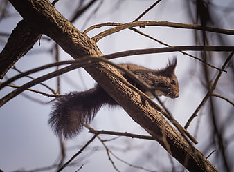Gray squirrel perched on tree branch in winter