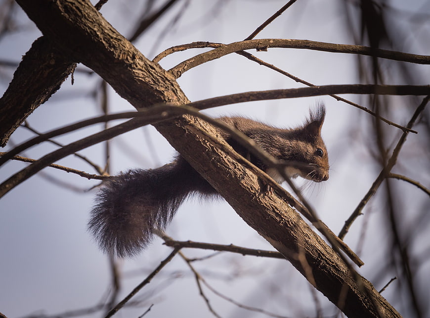 Gray squirrel perched on tree branch in winter
