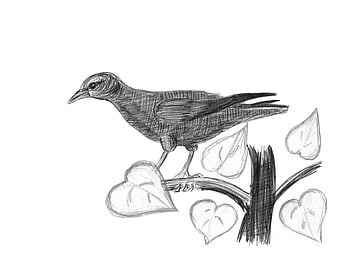 Pencil sketch of a bird perched on a branch with leaves